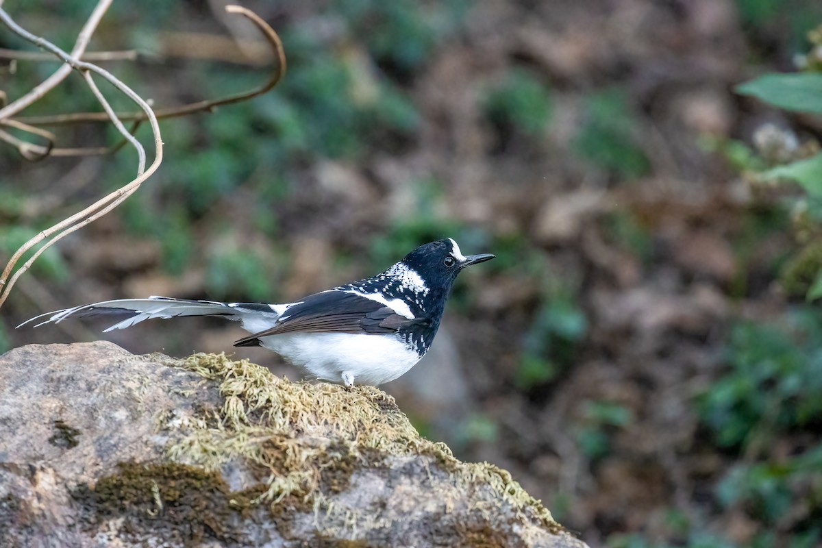 Spotted Forktail - ML642839126