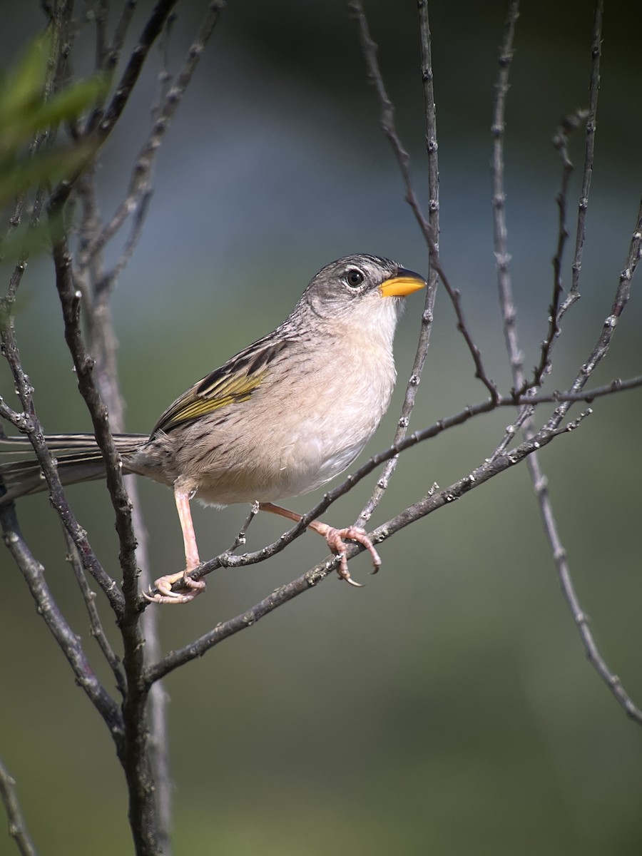 Wedge-tailed Grass-Finch - ML642839127