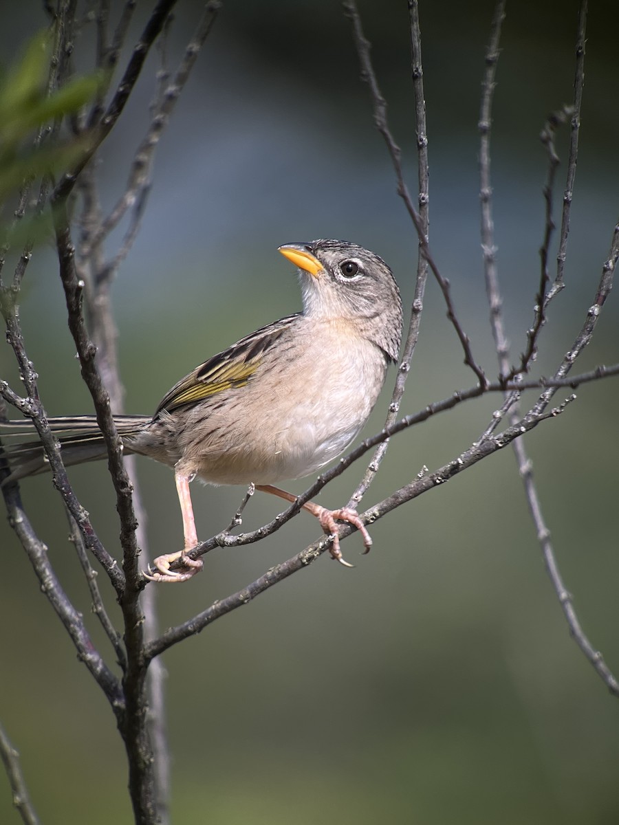Wedge-tailed Grass-Finch - ML642839128