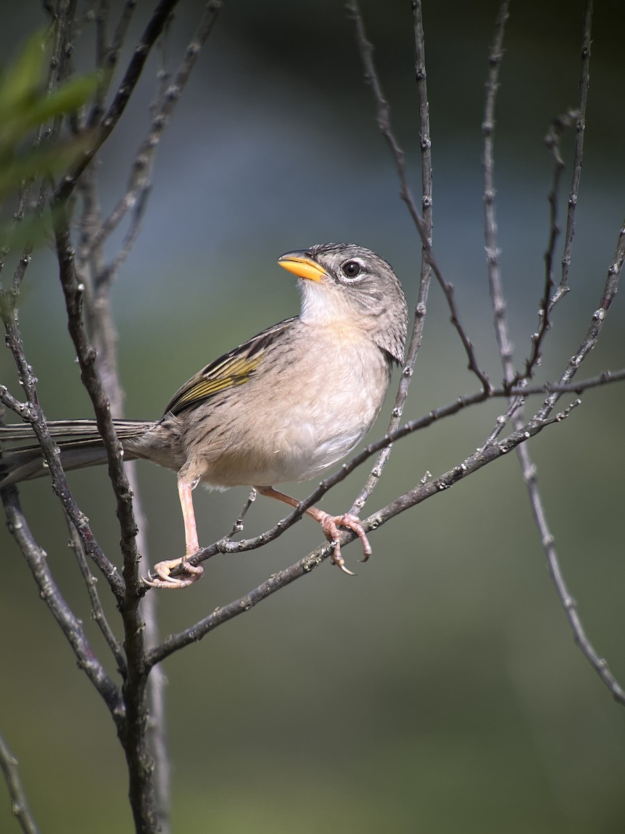 Wedge-tailed Grass-Finch - ML642839129