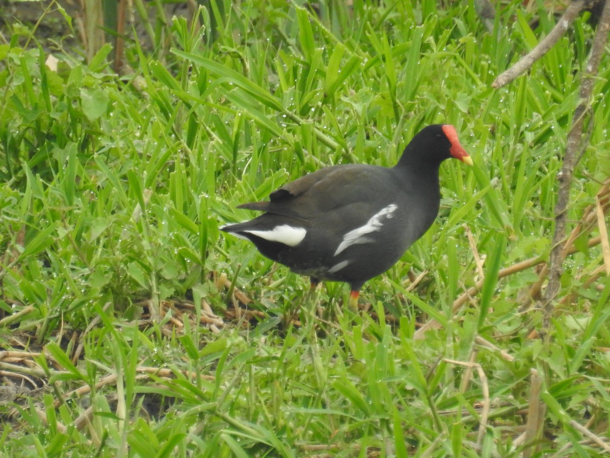 Common Gallinule - ML642839130