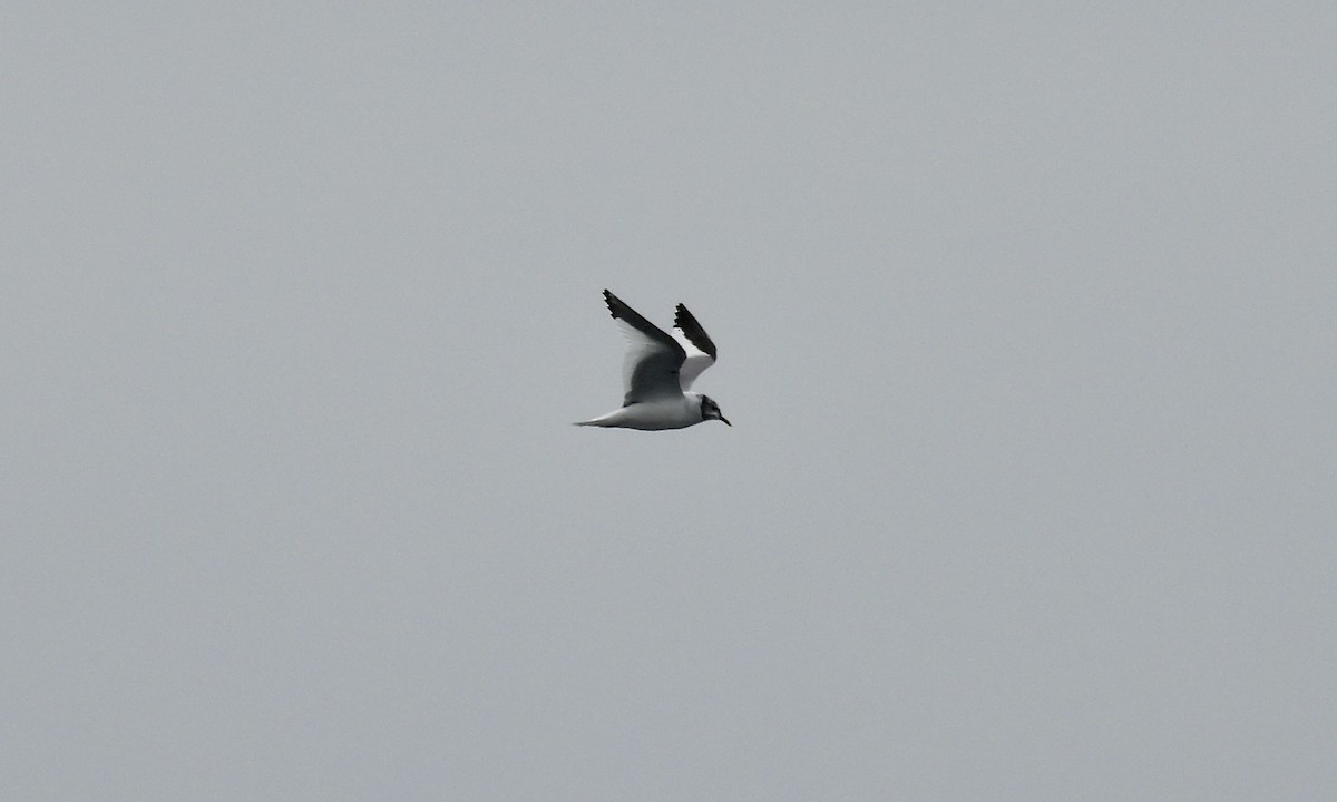 Sabine's Gull - ML642839131