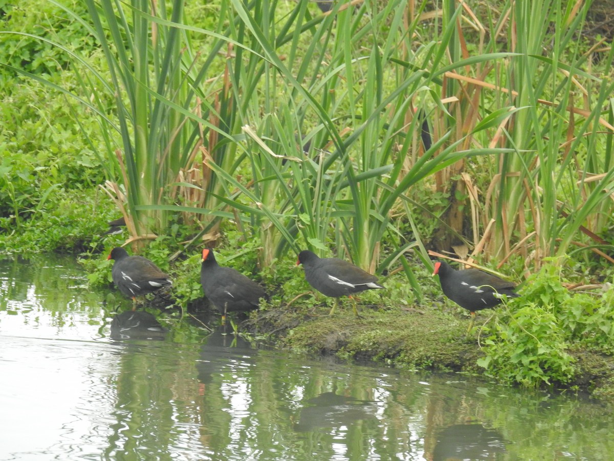 Common Gallinule - ML642839132