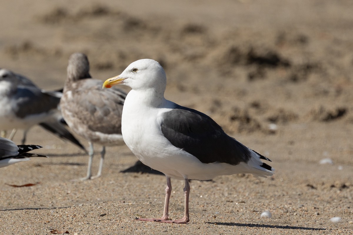 Western Gull - ML642839169