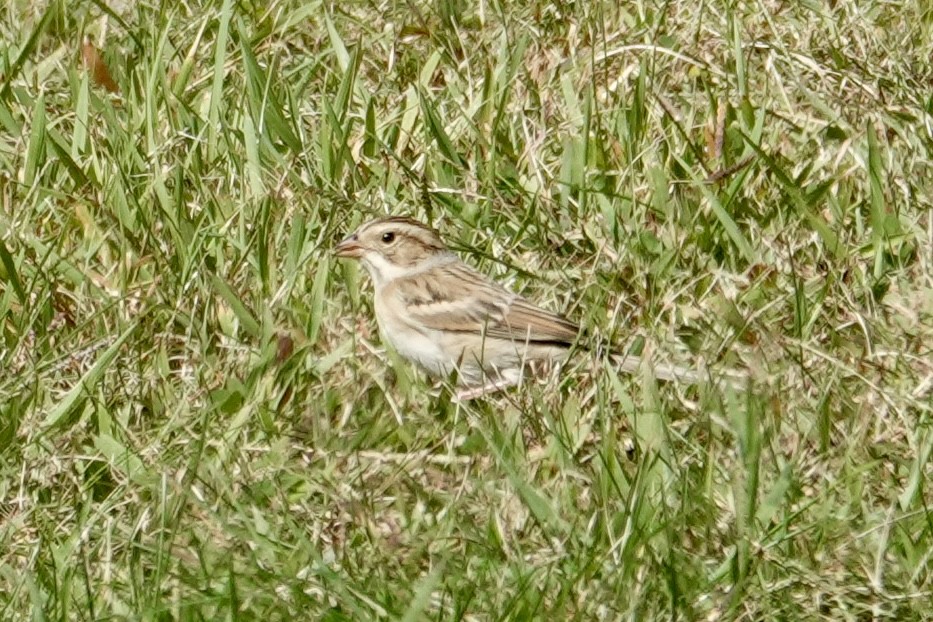 Clay-colored Sparrow - ML642839171