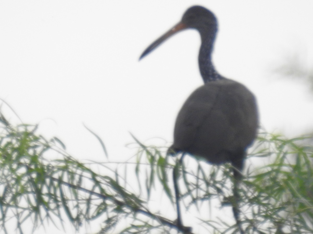 Limpkin - ML642839172