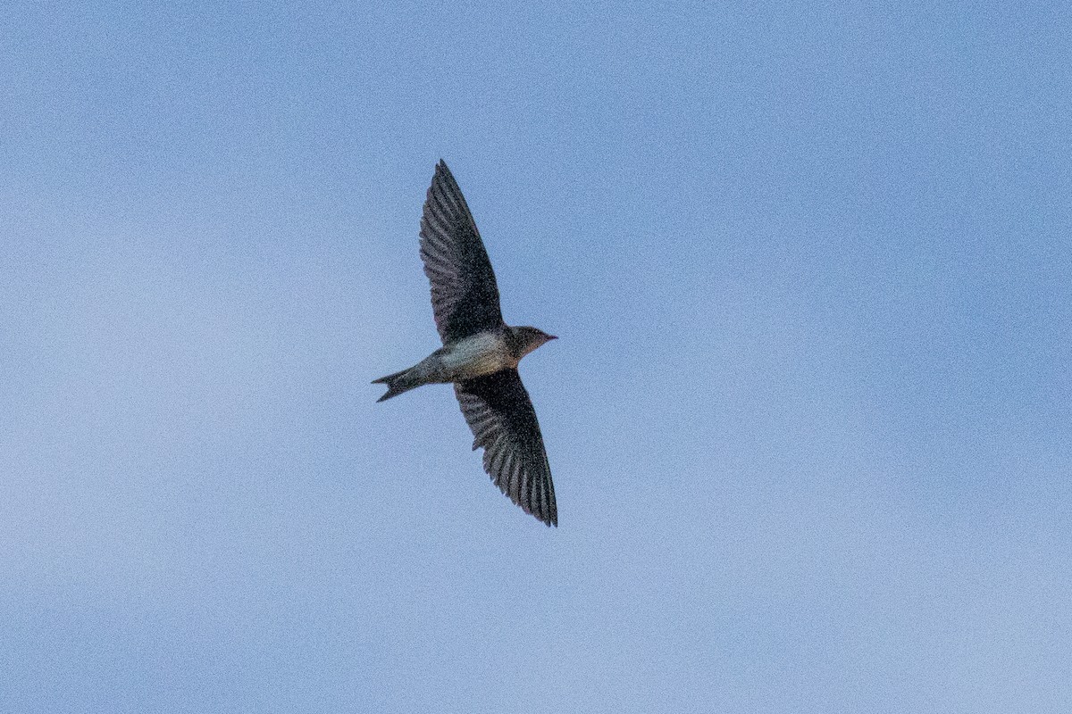 Purple Martin - ML642839173