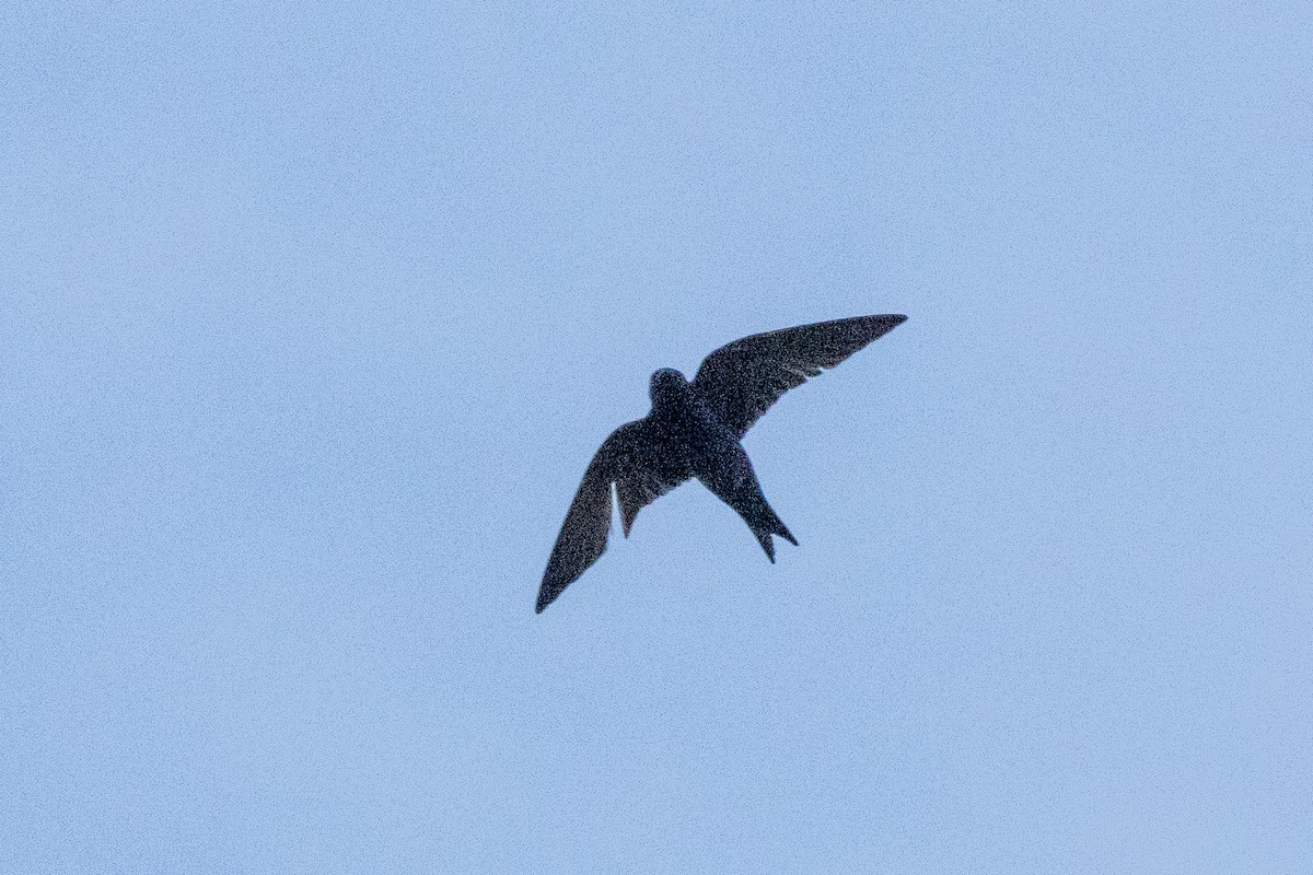 Purple Martin - ML642839174