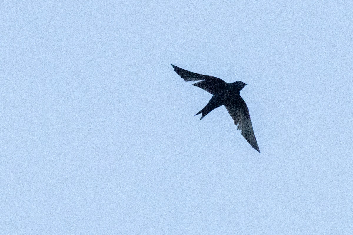 Purple Martin - ML642839175