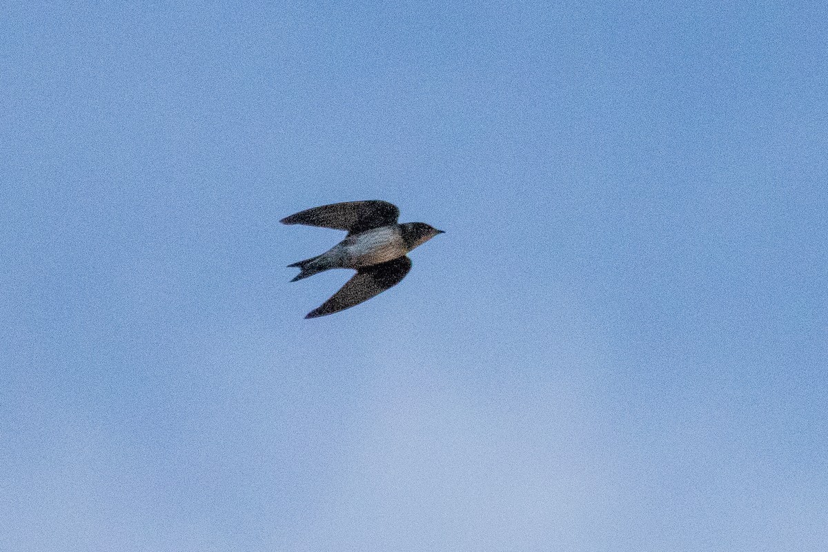 Purple Martin - ML642839176