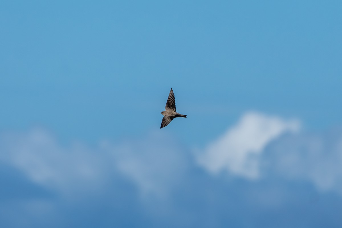 Eurasian Crag-Martin - ML642839177