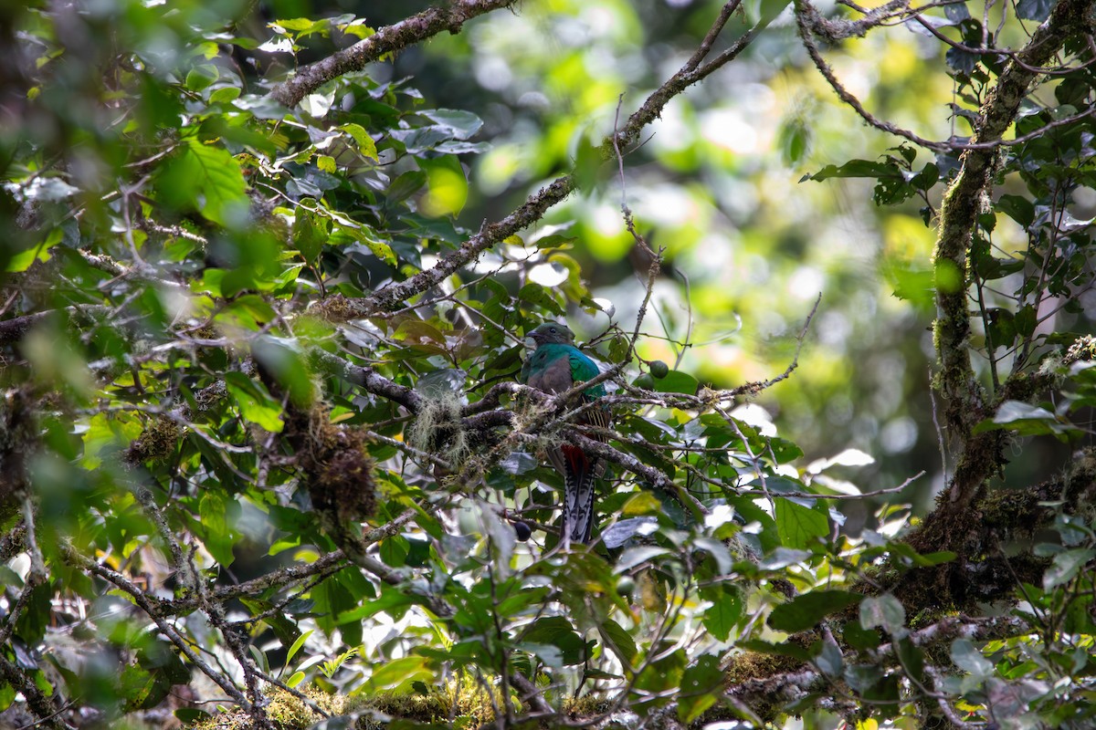 Resplendent Quetzal (Costa Rican) - ML642839178