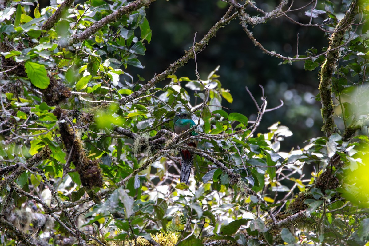 Resplendent Quetzal (Costa Rican) - ML642839179