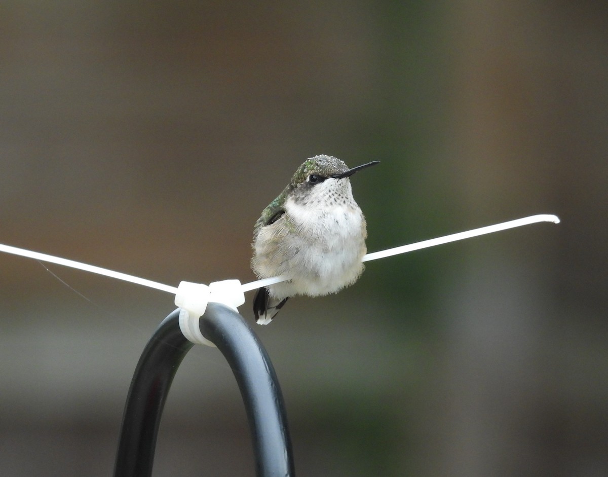 Ruby-throated Hummingbird - ML642839183