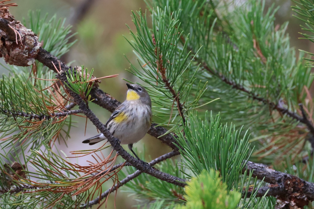 Yellow-rumped Warbler - ML642839184