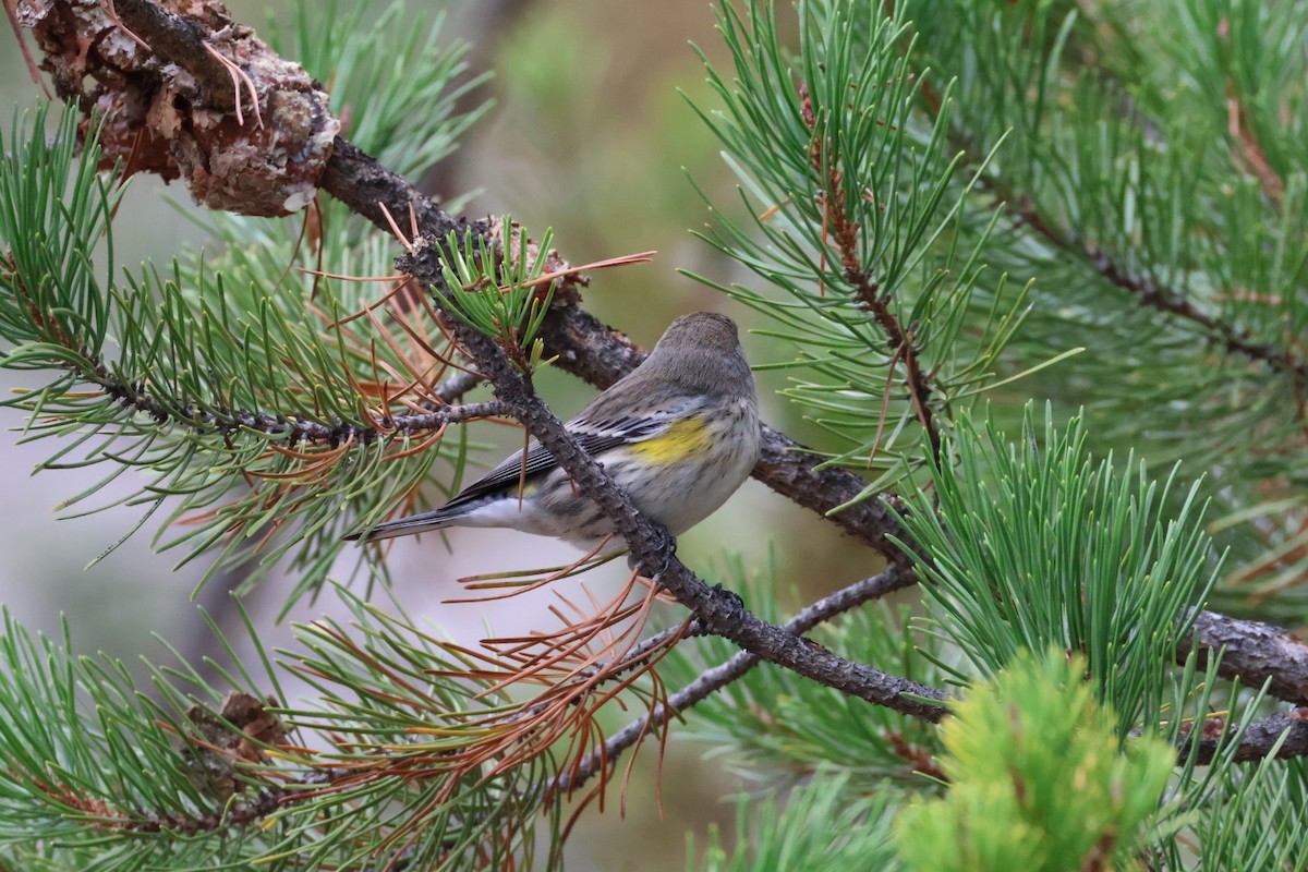 Yellow-rumped Warbler - ML642839185