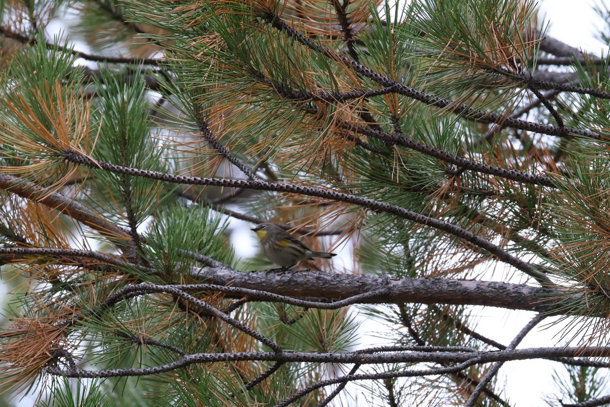 Yellow-rumped Warbler - ML642839186