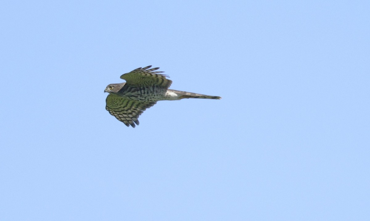 Sharp-shinned Hawk - ML642839187