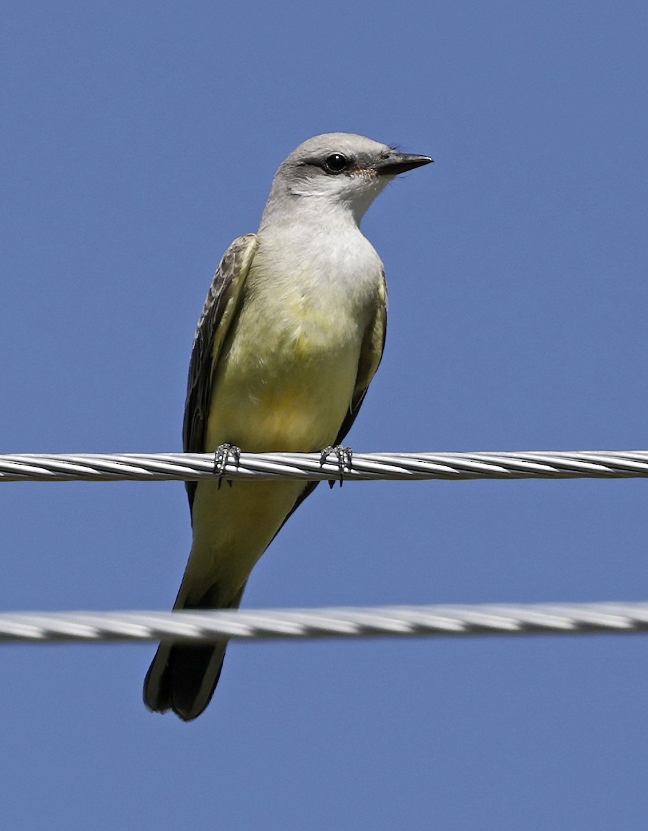 Western Kingbird - ML642839188