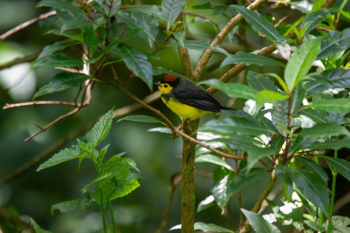 Collared Redstart - ML642839190