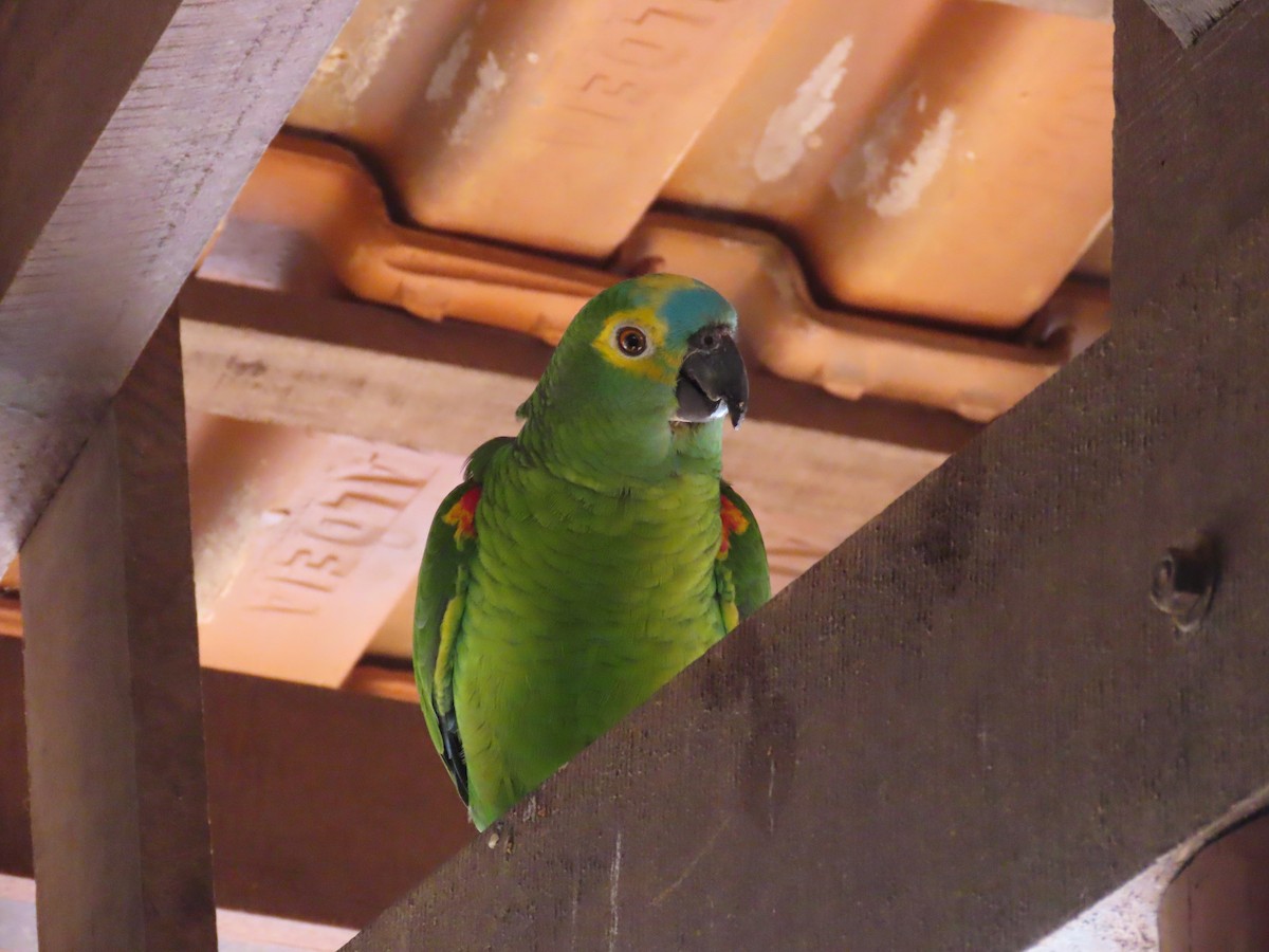Turquoise-fronted Amazon - ML642839191
