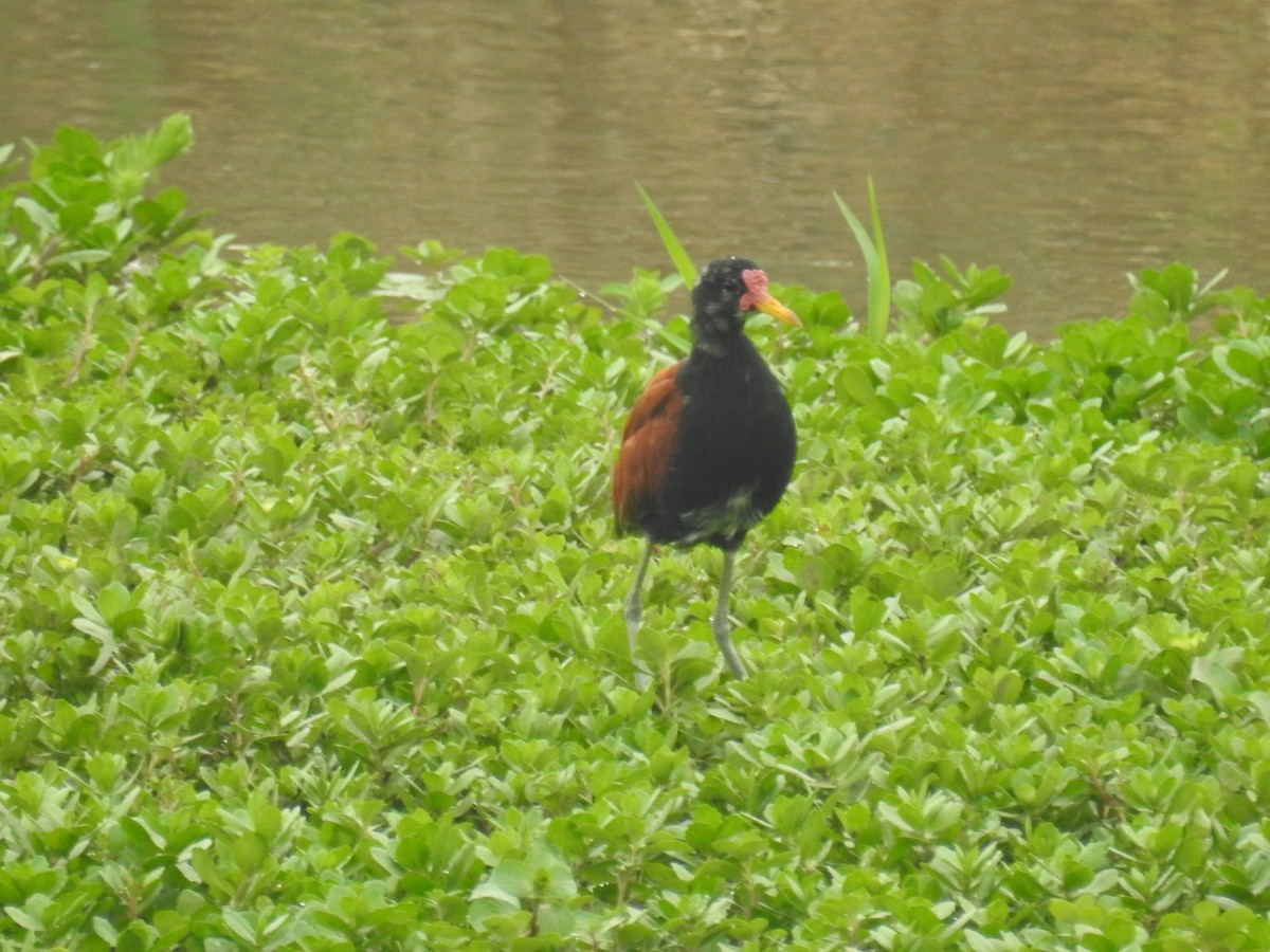 Wattled Jacana - ML642839196