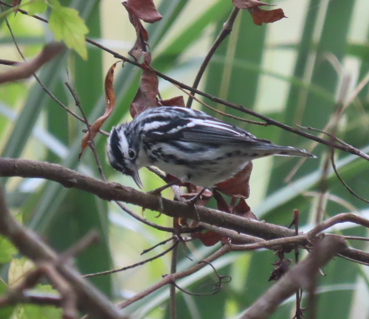 Black-and-white Warbler - ML642839215