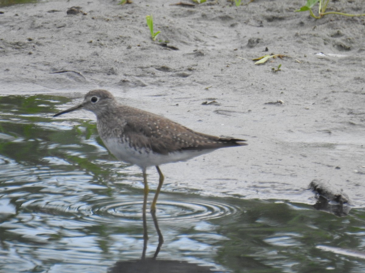 Solitary Sandpiper - ML642839218