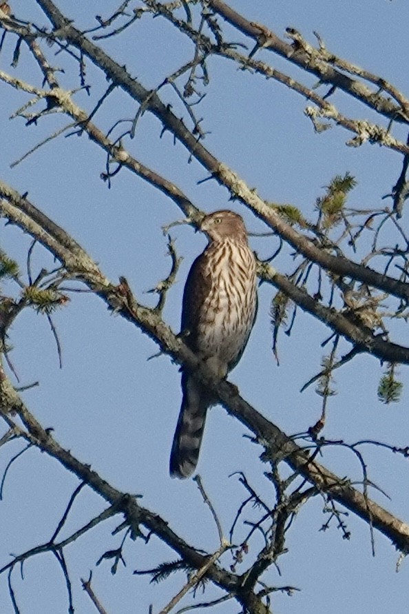 Cooper's Hawk - ML642839221