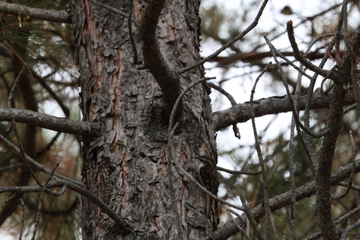 Brown Creeper - ML642839222