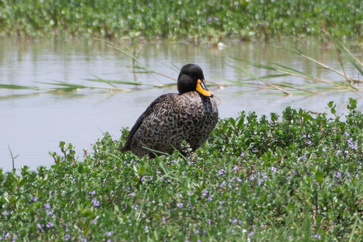 Yellow-billed Duck - ML642839224