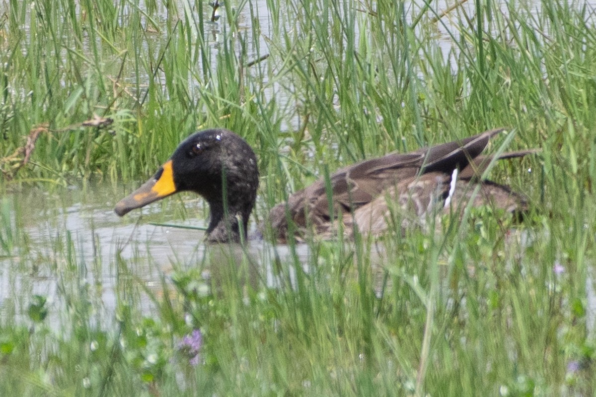 Yellow-billed Duck - ML642839225