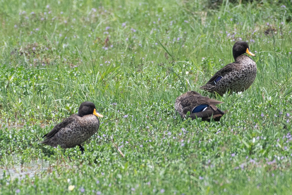Yellow-billed Duck - ML642839226