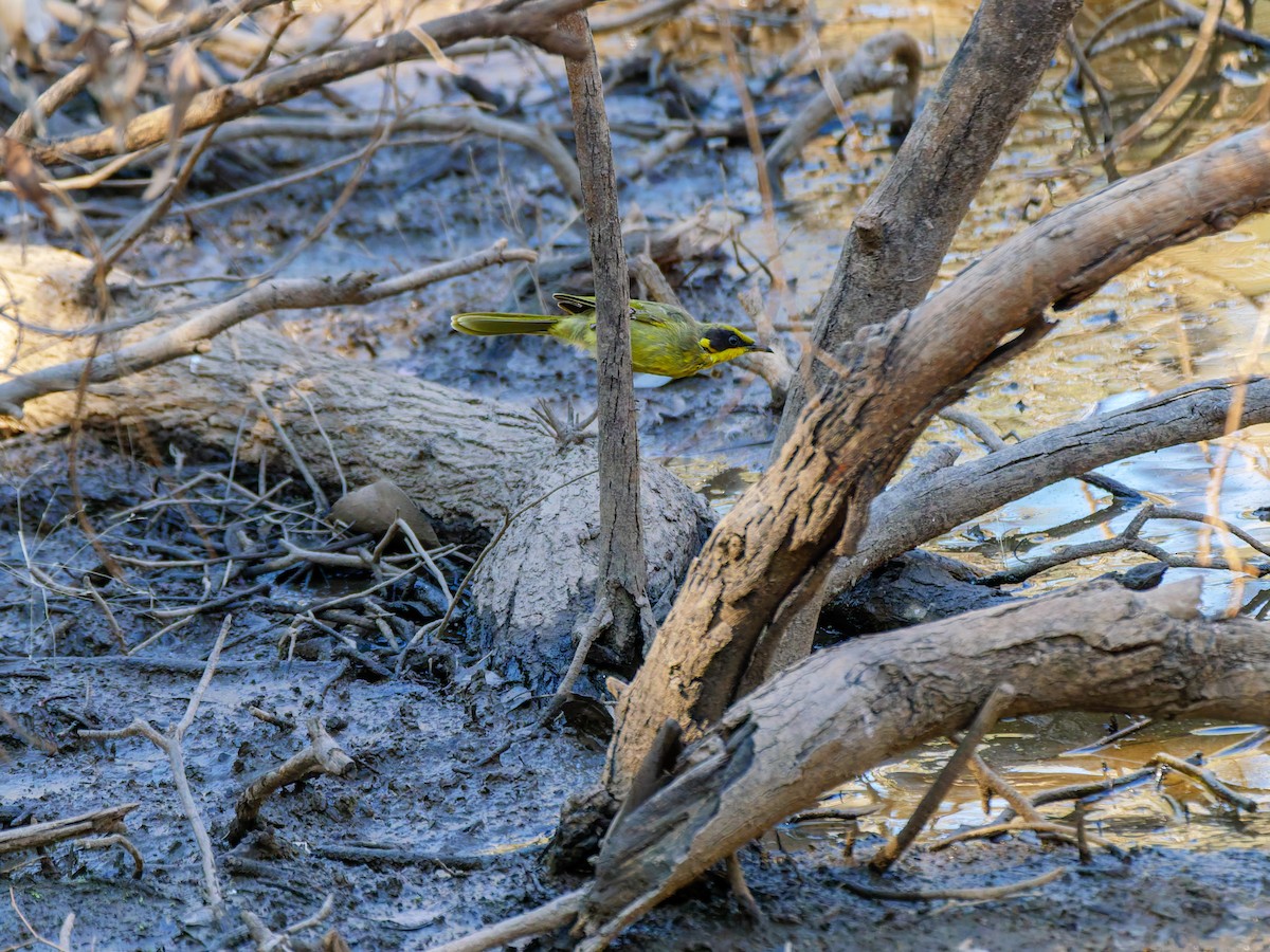 Yellow-tufted Honeyeater - ML642839228