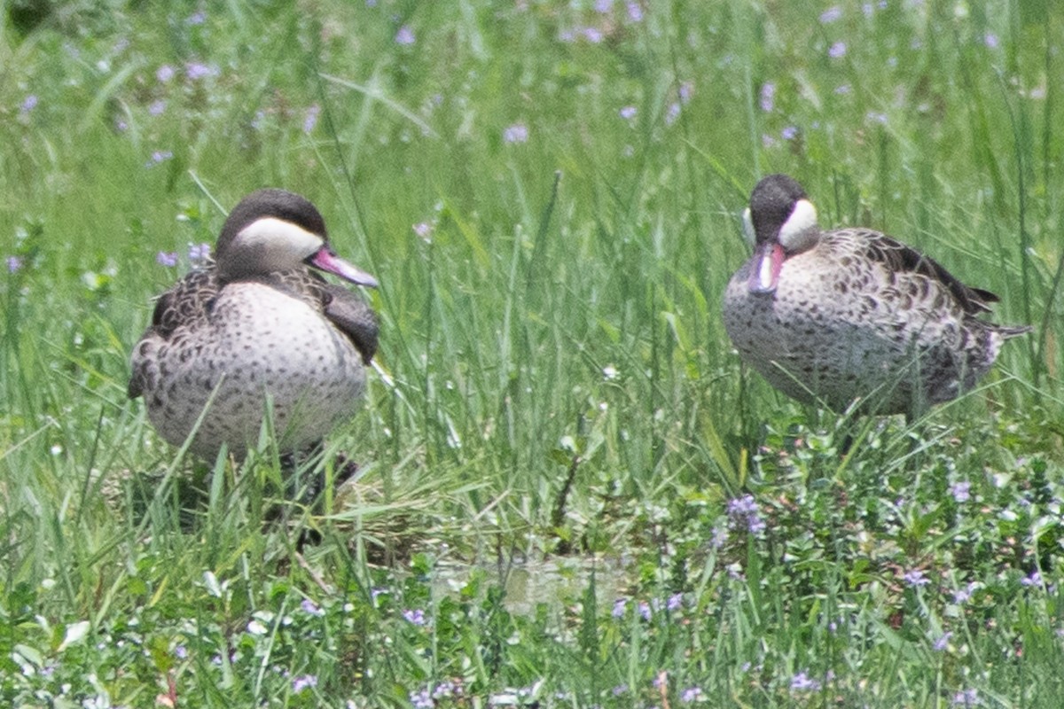 Red-billed Duck - ML642839232