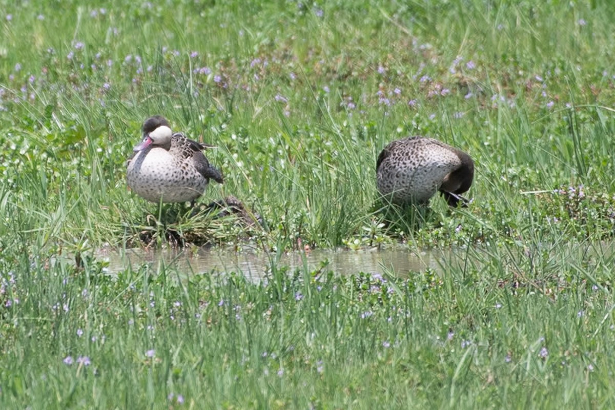 Red-billed Duck - ML642839233