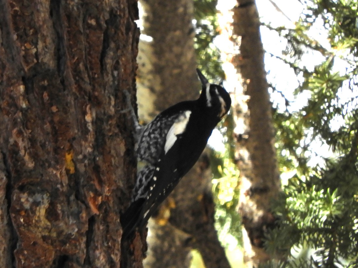 Williamson's Sapsucker - ML642839239