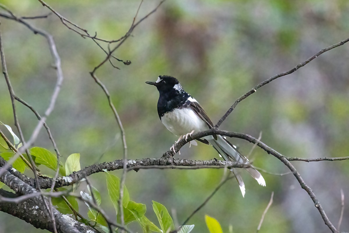 Spotted Forktail - ML642839242