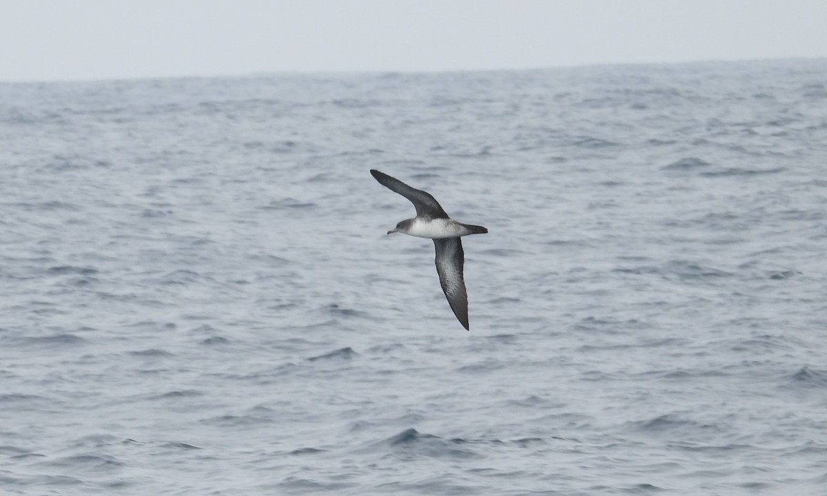 Pink-footed Shearwater - ML642839243