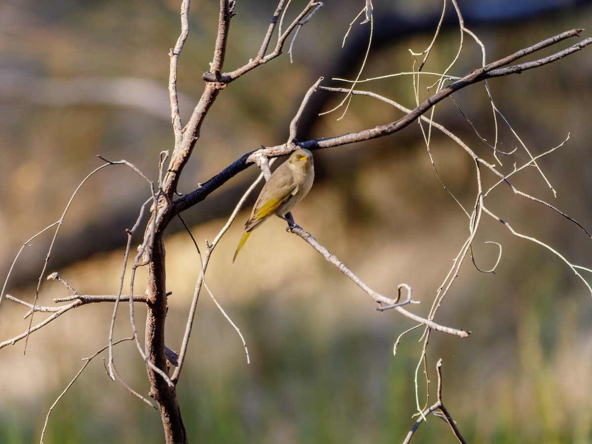 Fuscous Honeyeater - ML642839248