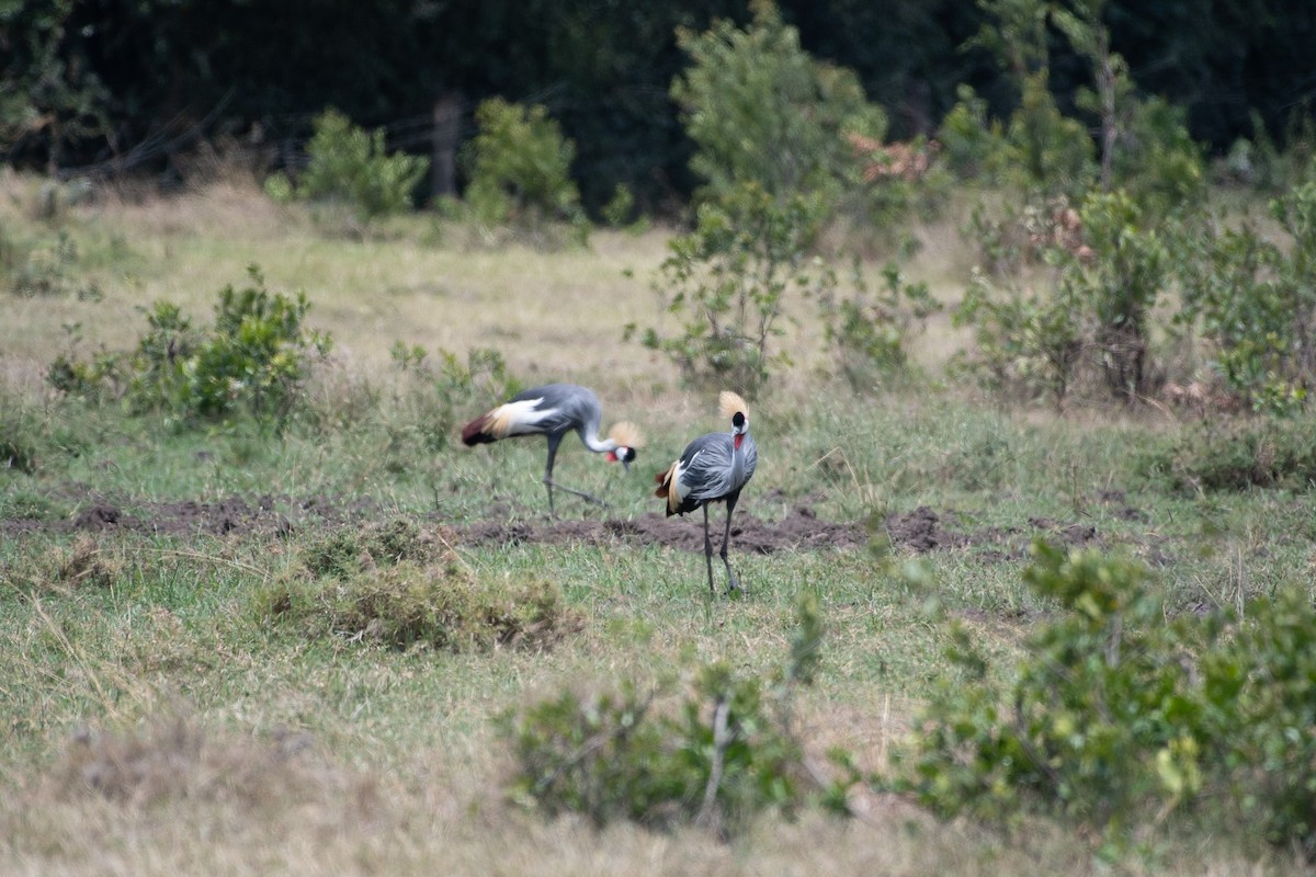 Gray Crowned-Crane - ML642839251