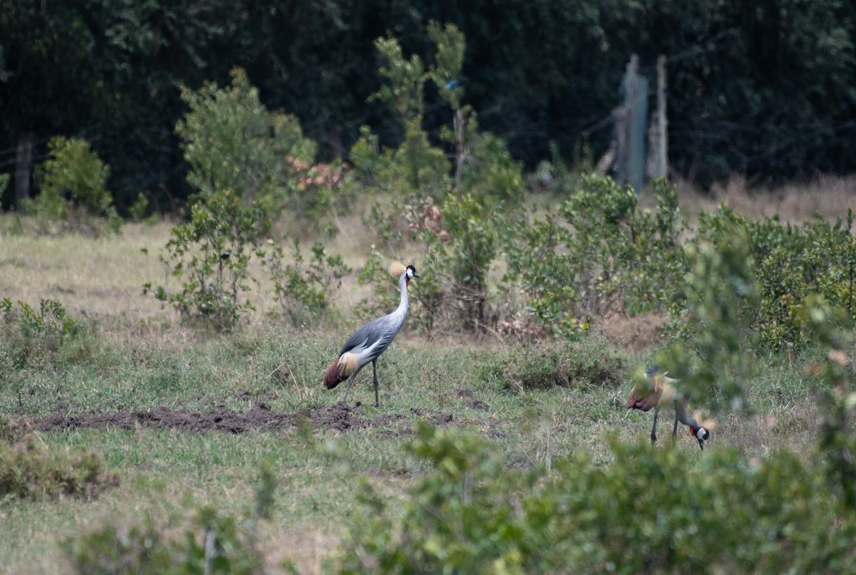 Gray Crowned-Crane - ML642839252