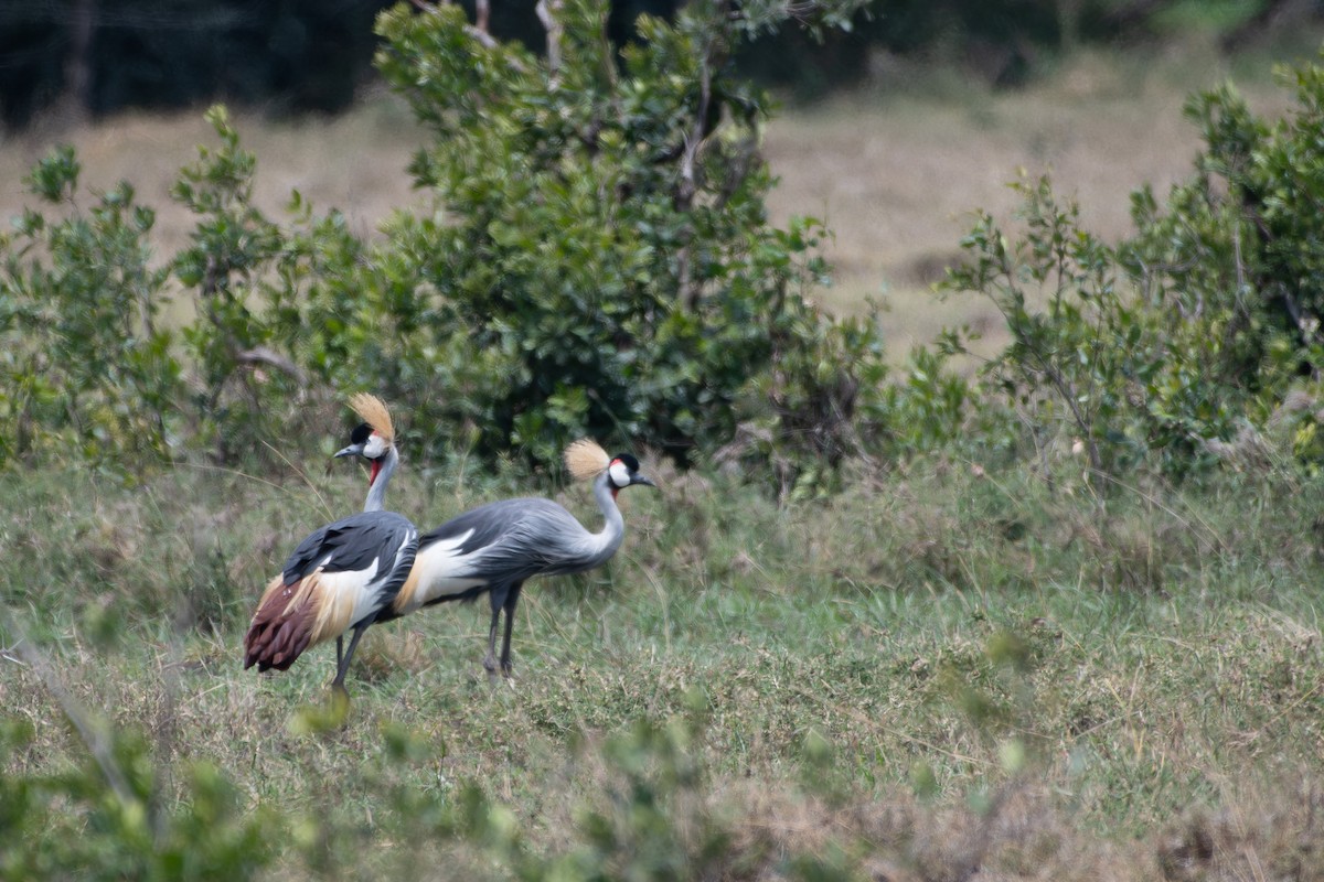 Gray Crowned-Crane - ML642839253