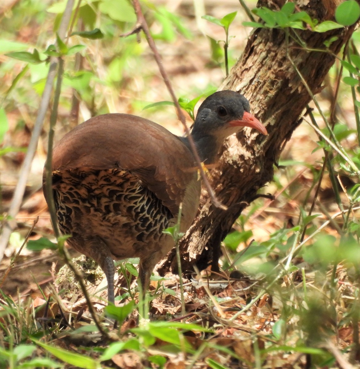 Tataupa Tinamou - ML642839255