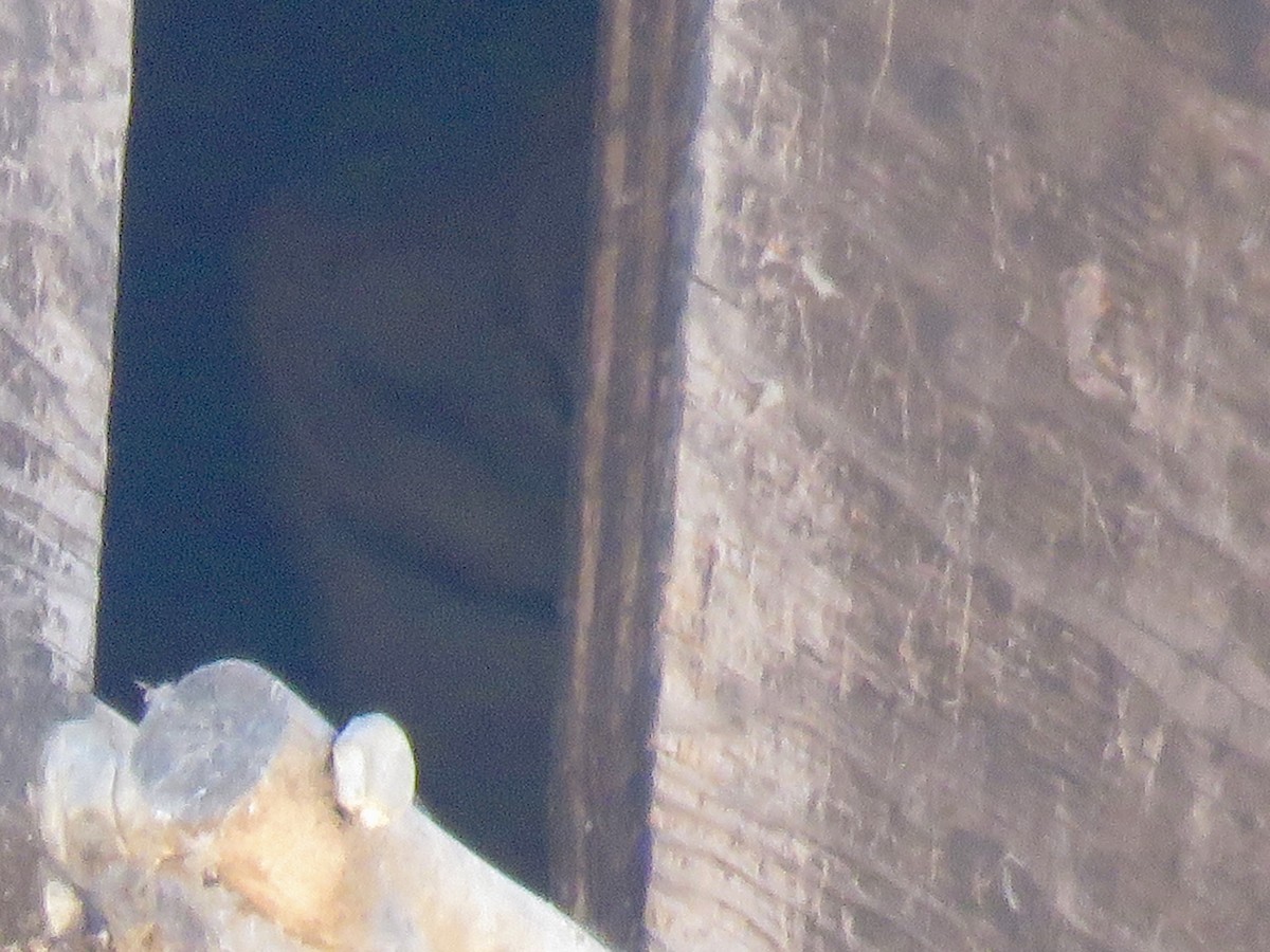 American Barn Owl - ML642839256