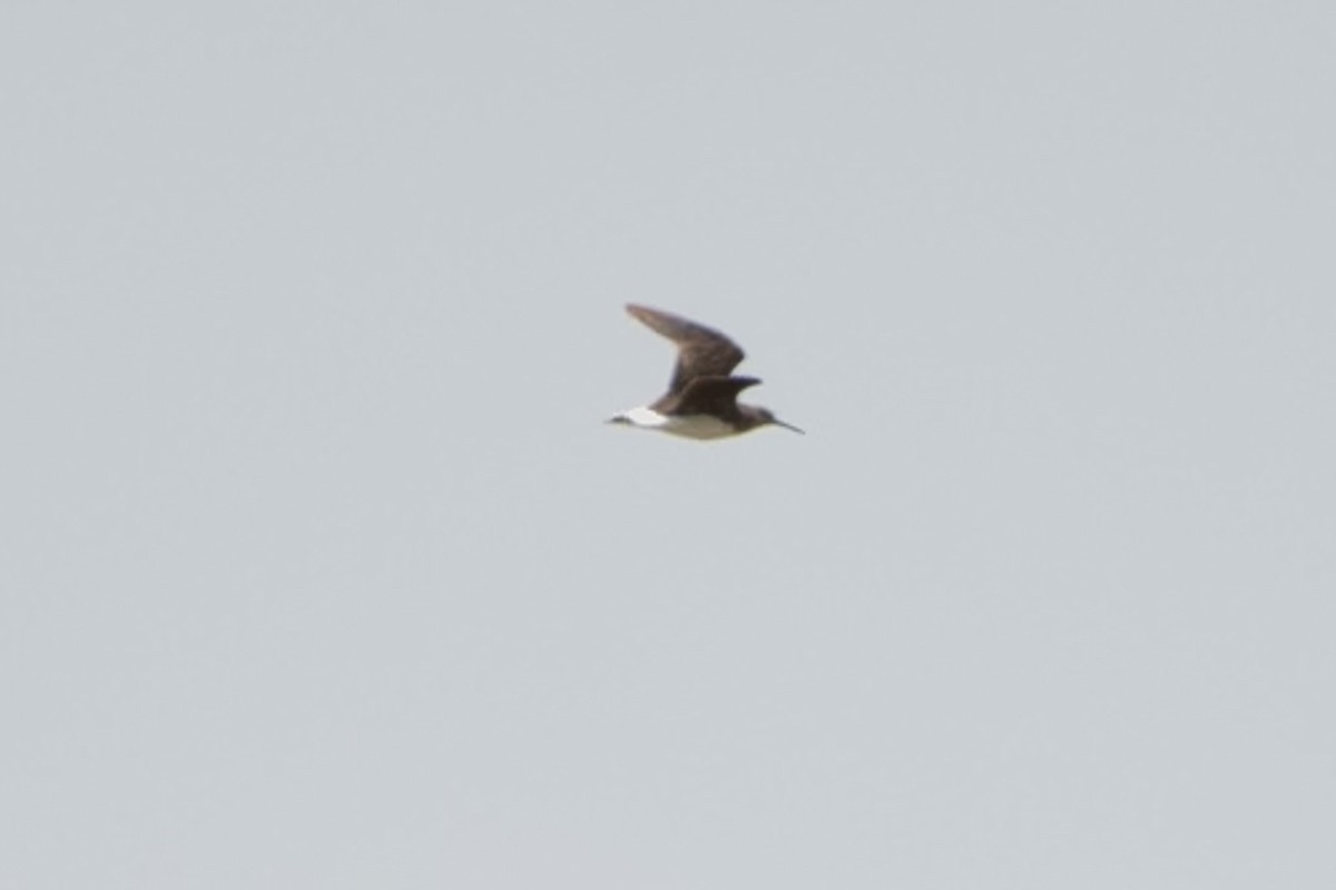 Green Sandpiper - ML642839258