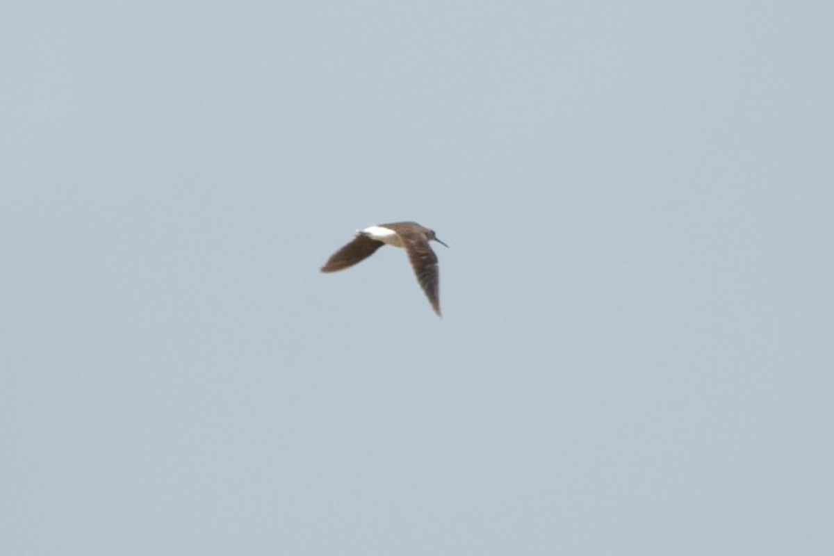 Green Sandpiper - ML642839259