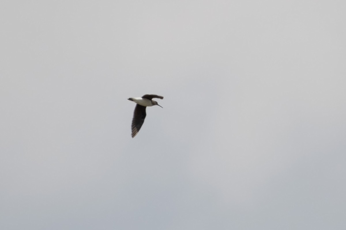 Green Sandpiper - ML642839260