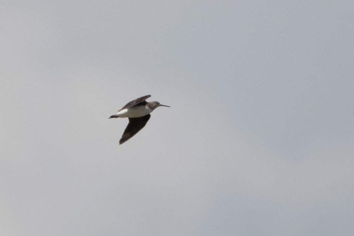 Green Sandpiper - ML642839261