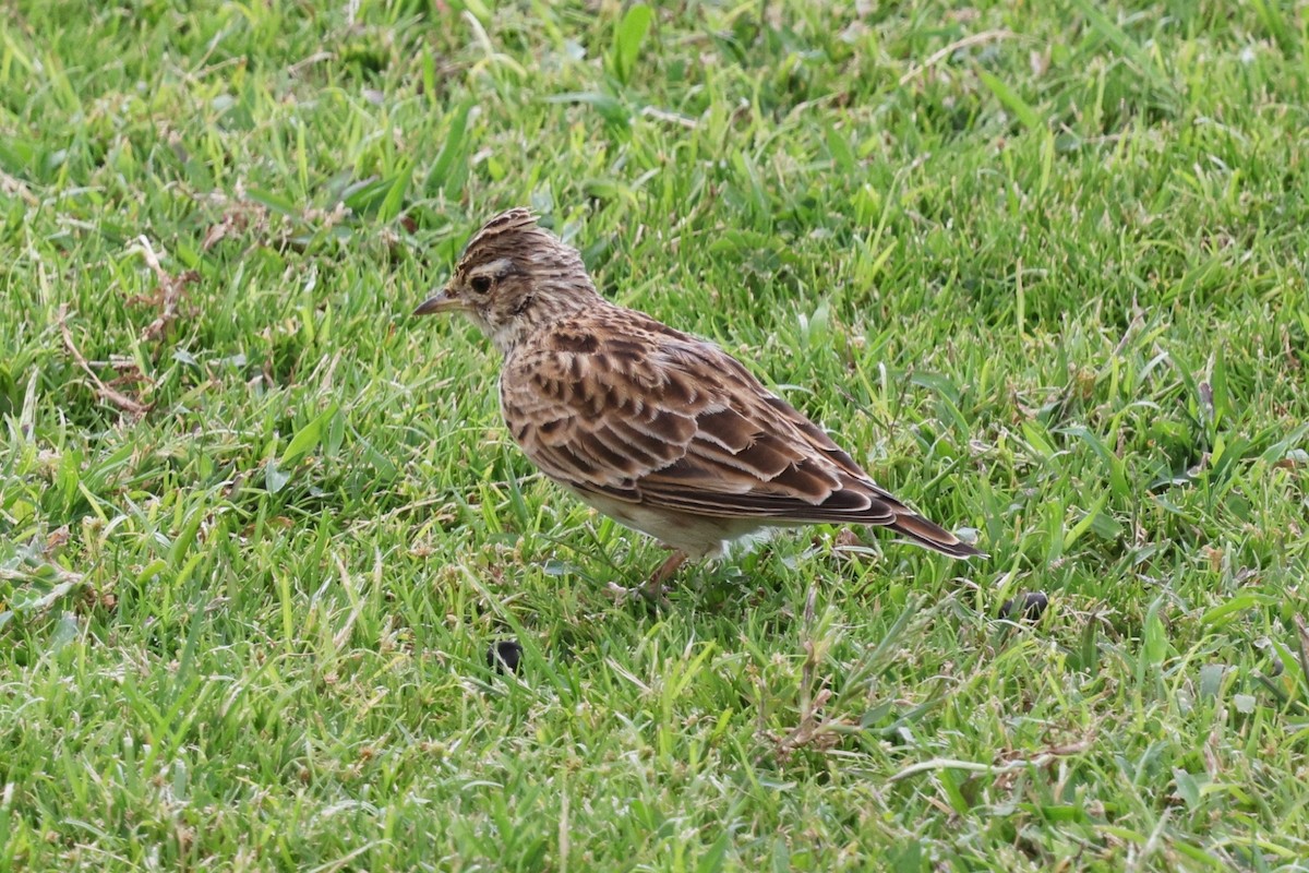 Eurasian Skylark - ML642839263
